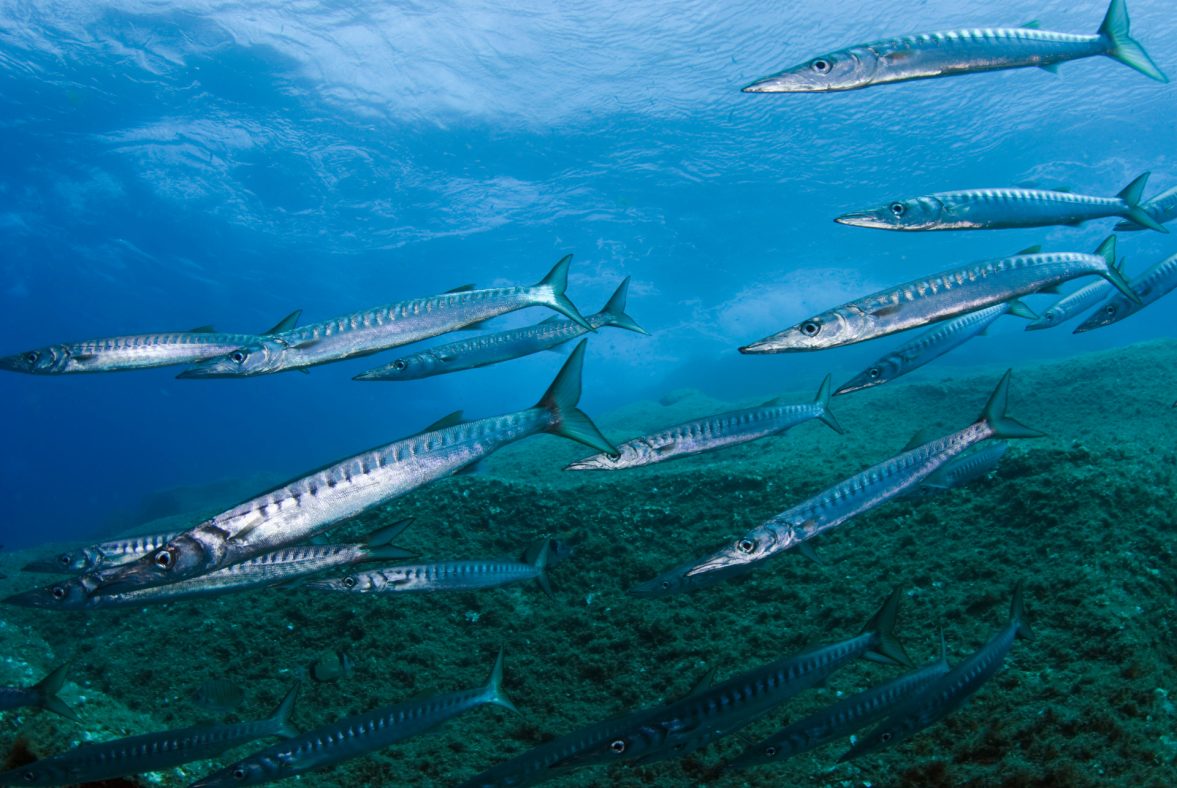 Who will shape the High Seas Treaty in the Mediterranean?
