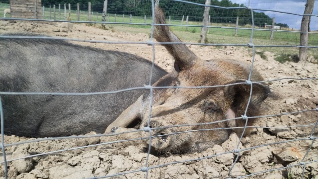 More than a thousand pigs killed in devastating farm fire in Flemish Brabant