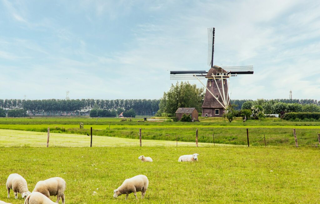 EU backs €715m Dutch plan to slash farm pollution in critical ecosystems