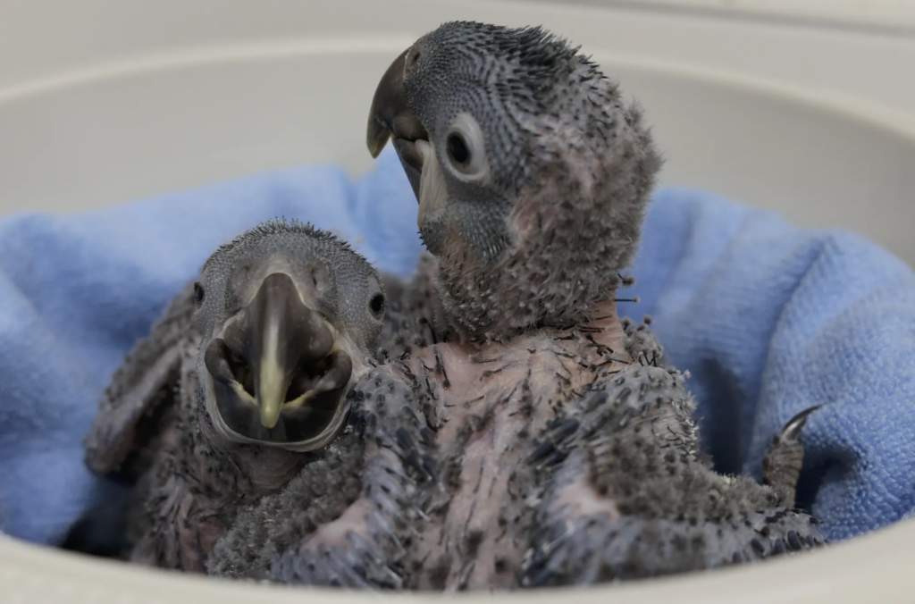 Two rare and endangered Brazilian birds hatch at Pairi Daiza