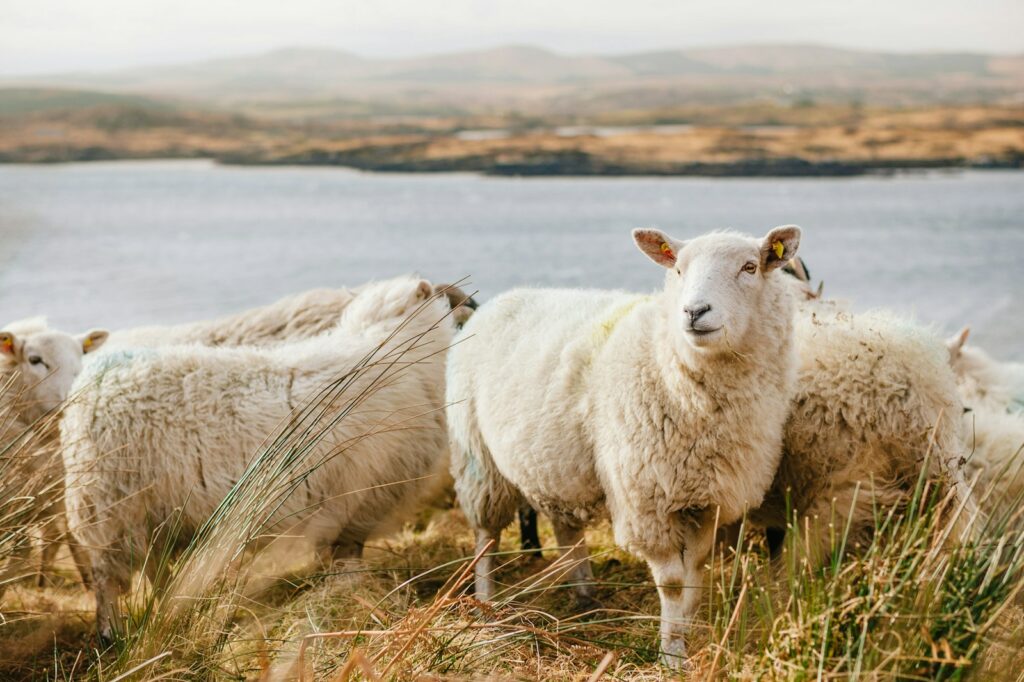 EU Animal Health Law faces call for reform 10 years on