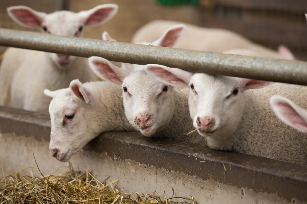 Belgians have a positive view of their agriculture, but price is the key factor
