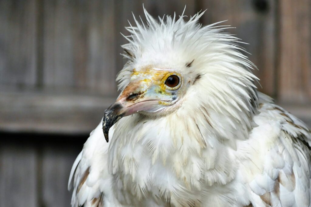 Rare bird, endangered habitat projects win EU's LIFE Awards 2026