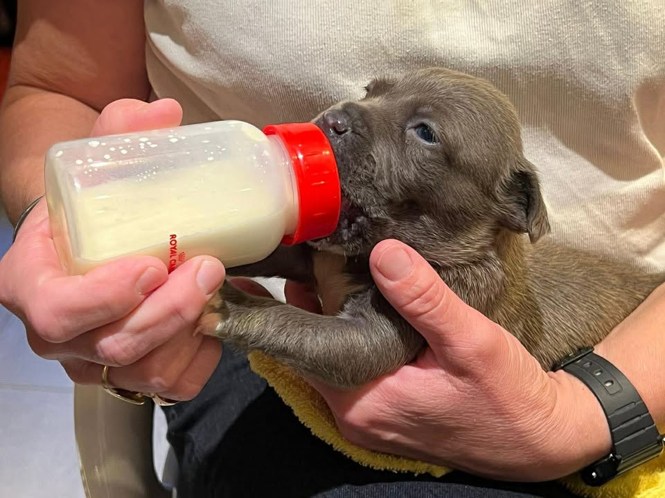 Nine Brussels puppies in need of 'forever homes' after being separated from their mother