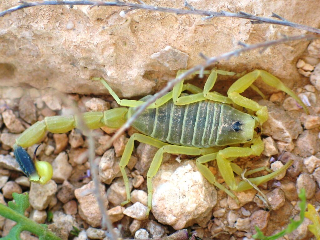 Dangerous scorpion found in the bag of a female traveller returning from Egypt