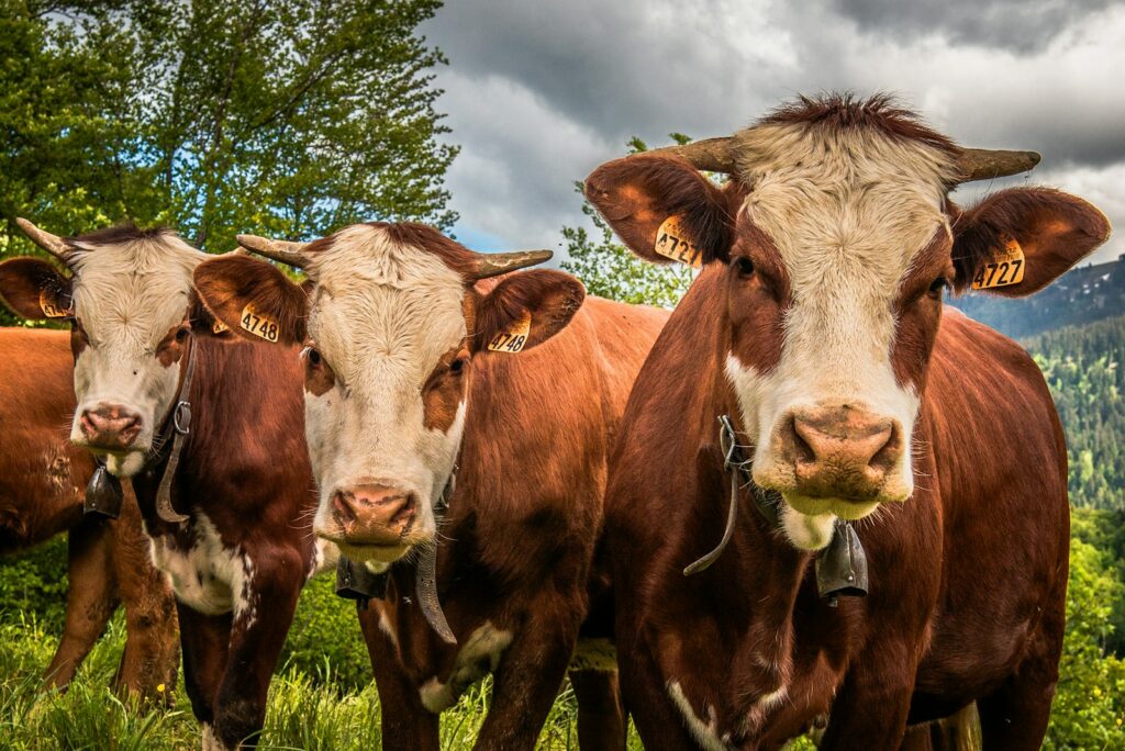 French cooperative wins €50m EU loan amid bioeconomy push