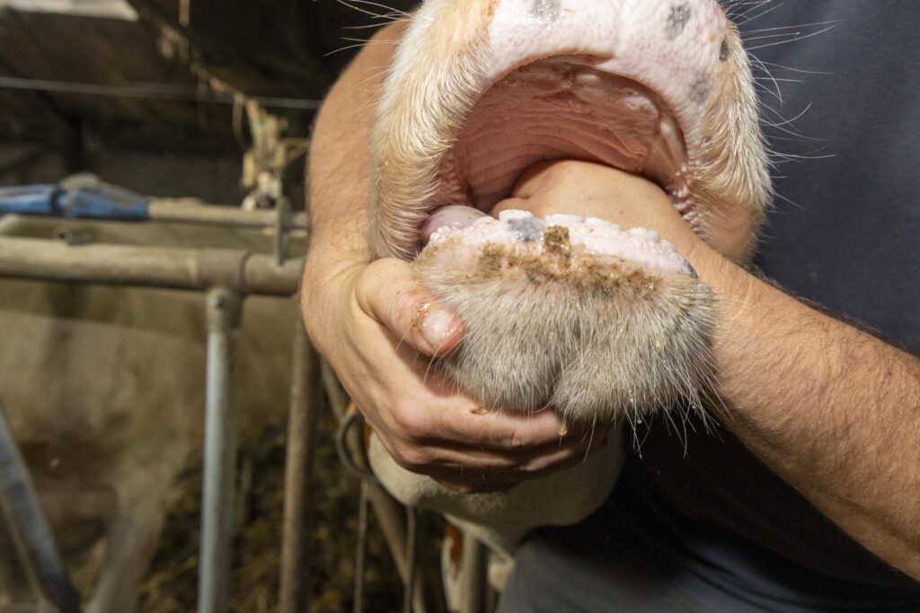 Wallonia wants to assist young veterinarians to set up practice in rural areas