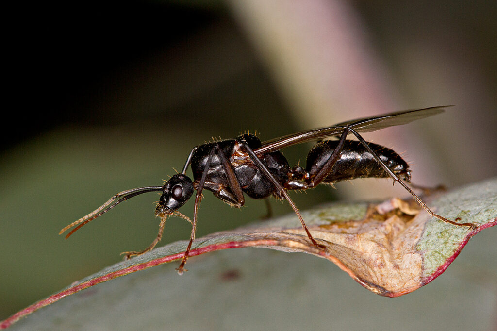 Belgian skies covered in flying ants as mating season begins
