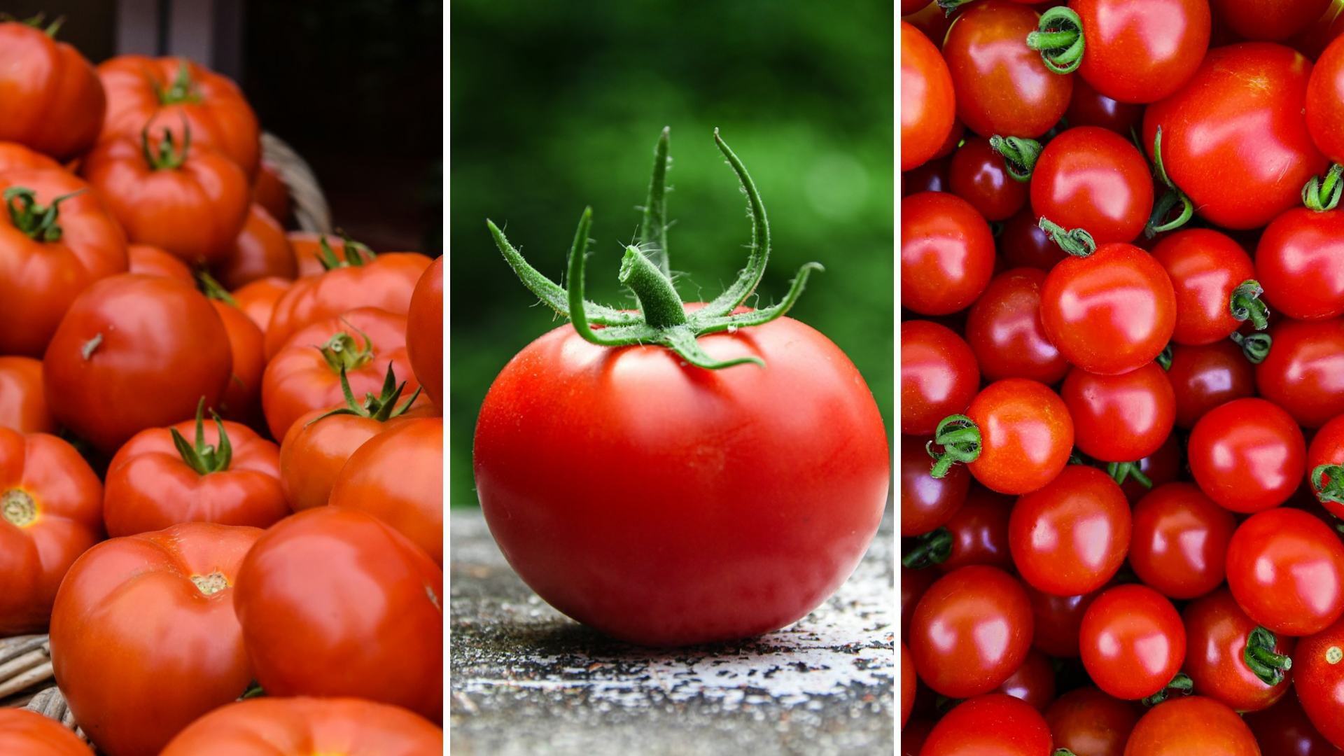 Star plant of the month: Why eating tomatoes will help your mind, body and soul