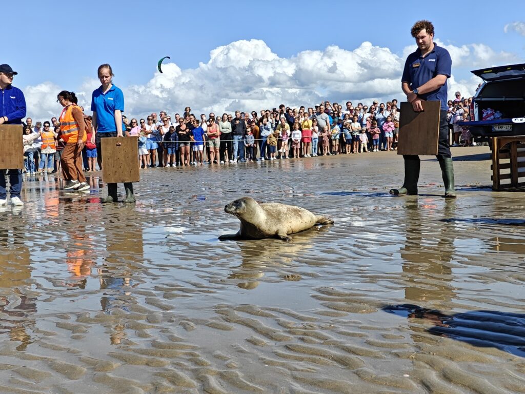 Seal pup rescued in Vilvoorde got lost due to a 'simple navigational error'