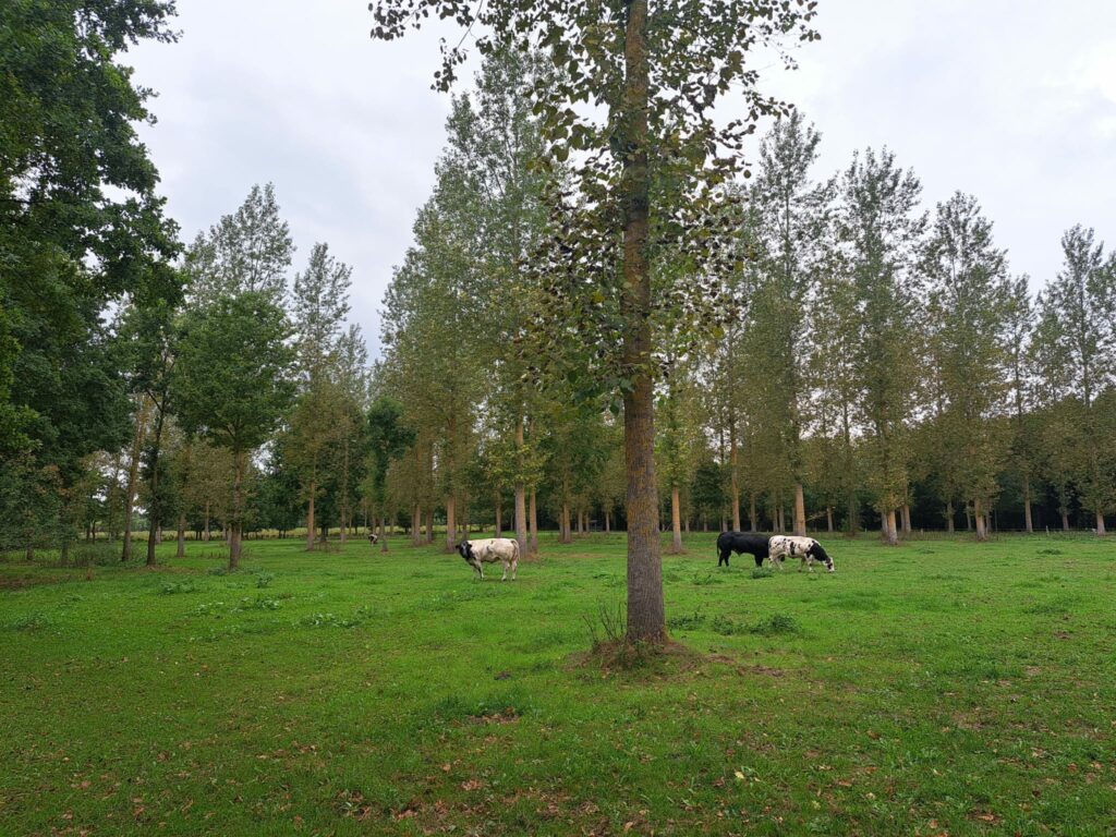 Flanders tries to regenerate its ancient woodland area near Hasselt