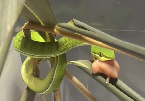 Virgin birth: Belgian snake delivers 12 babies despite years of isolation