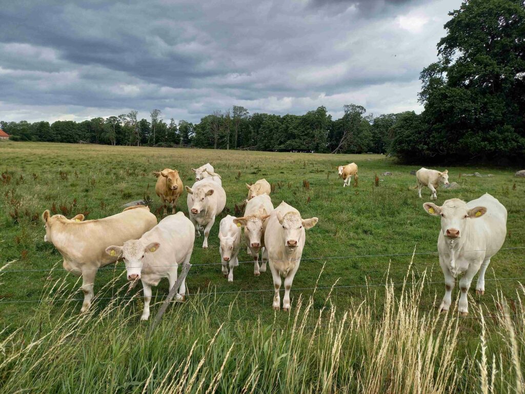The EU’s Livestock Strategy: Farmed animal welfare reforms cannot wait another generation