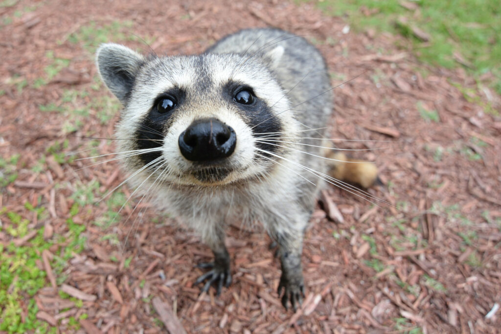Belgium's big racoon problem: Flanders clamps down to stop Walloon-style ecological crisis