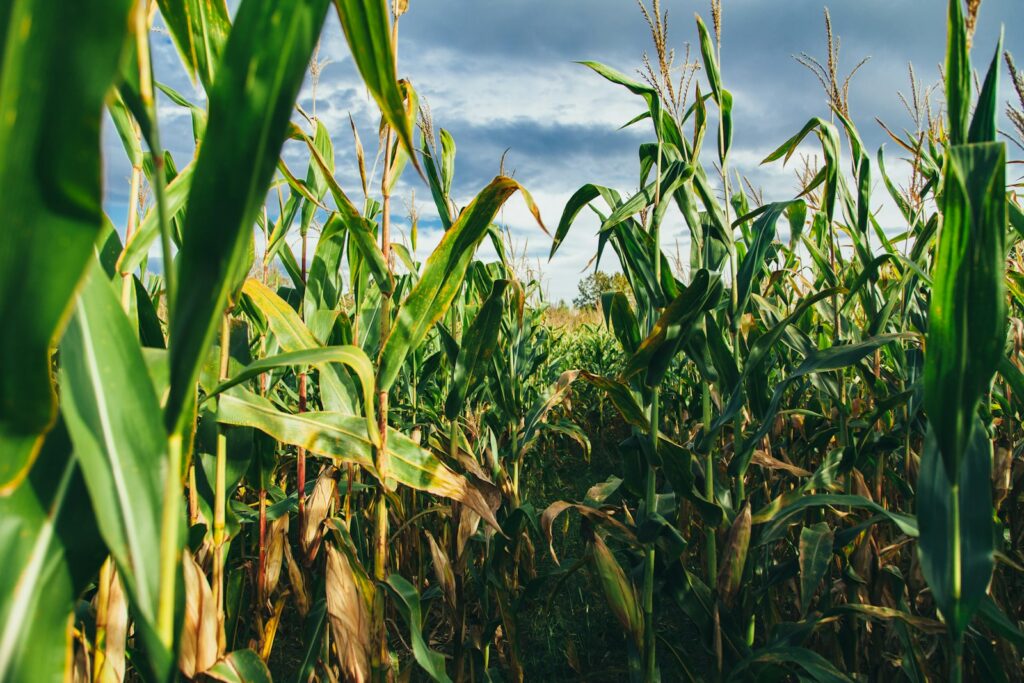 EU crops resilient despite heatwaves, but livestock faces growing production pressures
