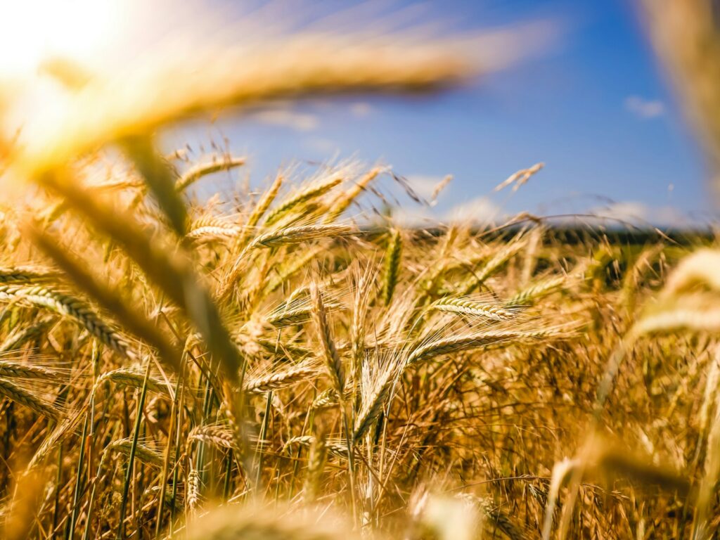 EU agri-food trade surplus climbs to €19.4b as UK exports decline