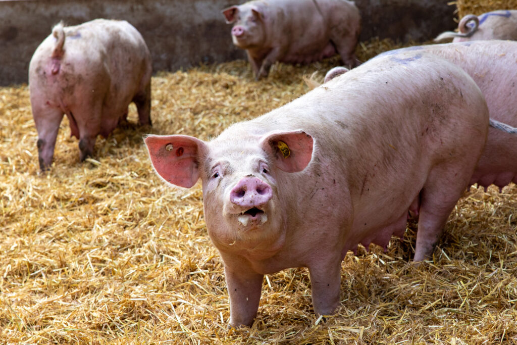 Parvovirus variant detected for the first time in a piglet in Flanders
