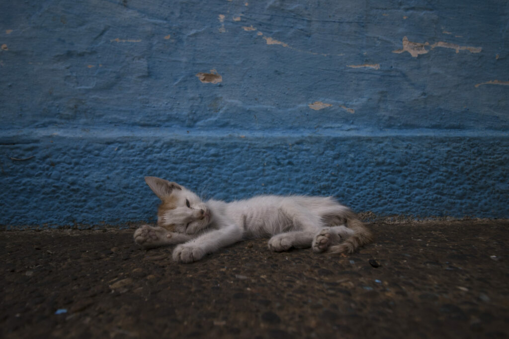 Four kittens rescued after being dumped into glass recycling bin in Liège
