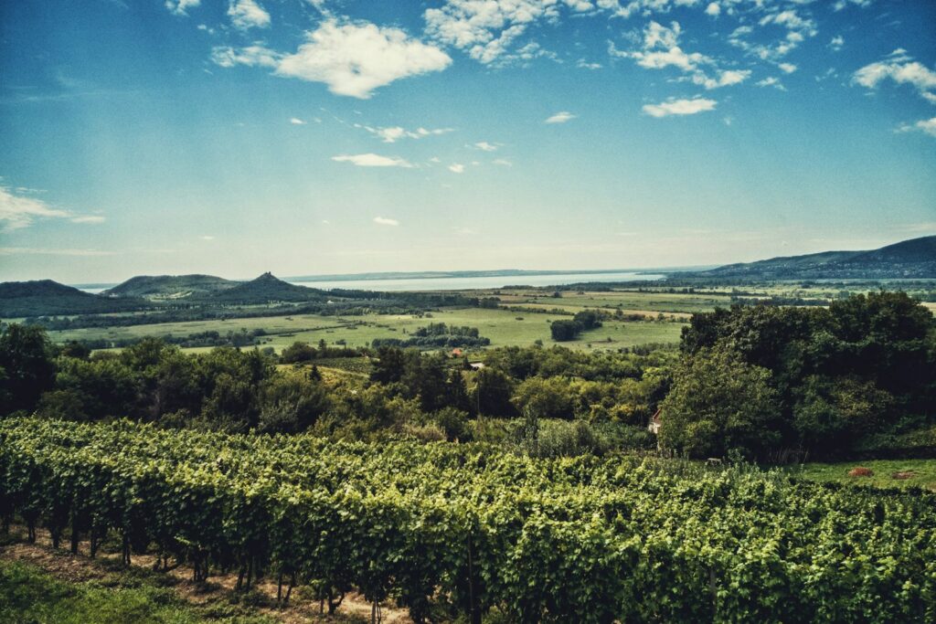 EU grants protected designation status to Hungarian wine