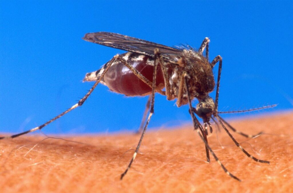 West Nile virus cases increase across Europe, WHO warns