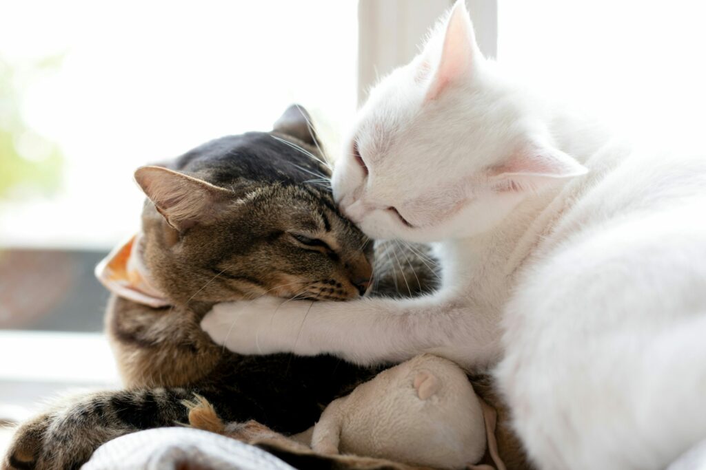 Belgian researcher uncovers the disturbing truth behind why cats groom each other