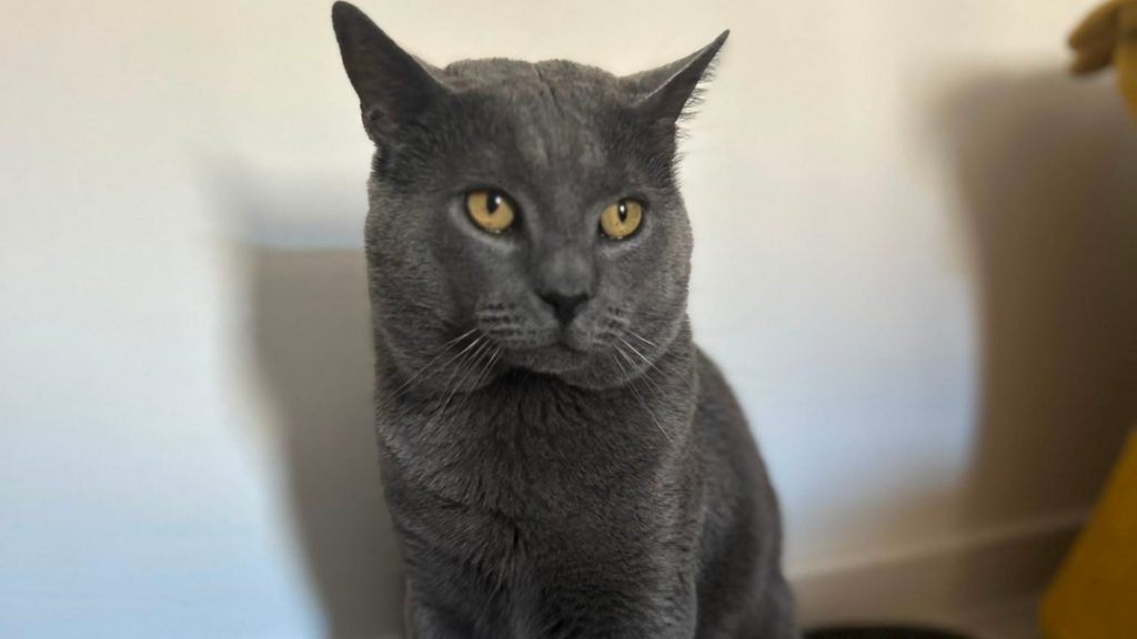 'I refuse to give up': Woman left heartbroken after cat disappears at Brussels Airport