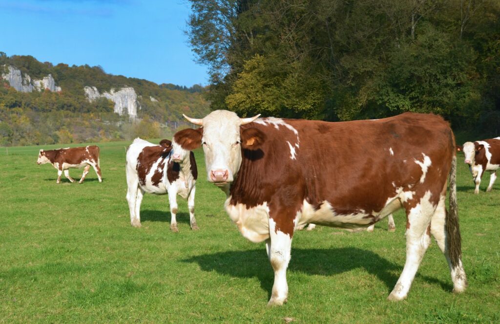 EU’s livestock strategy aims to tackle animal welfare, finance, disease challenges