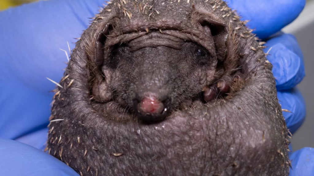 ‘Unrecognisable’: Flemish rescue centre steps in to save the life of a spikeless hedgehog