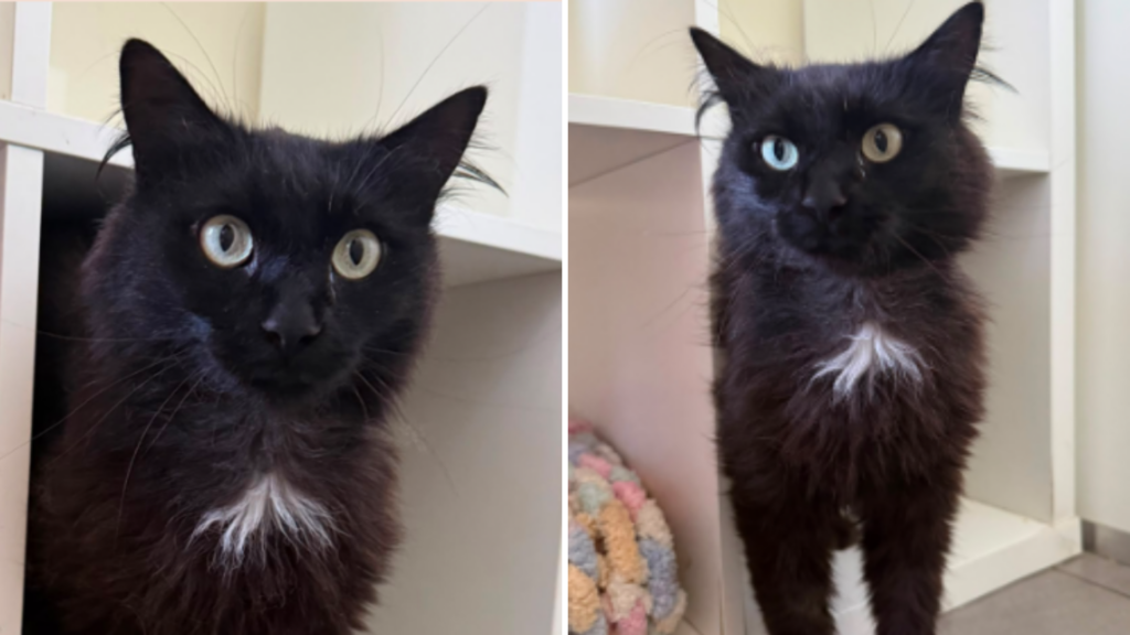 Cat hitches a lift home to Portugal three years after it was lost in Belgium