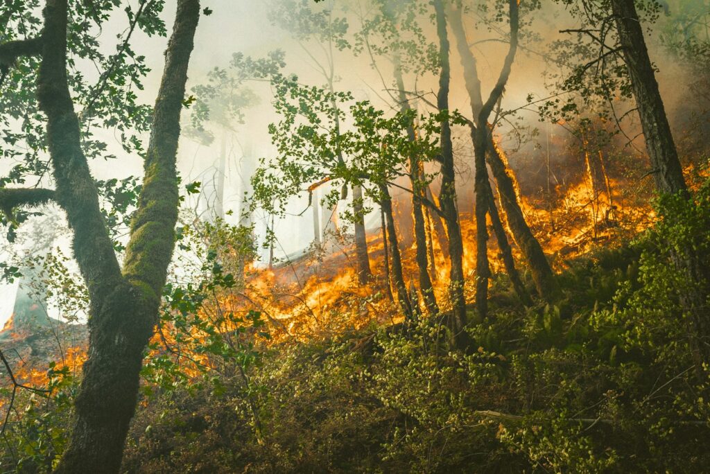 EU firefighting mission extended as Serbia battles devastating wildfires