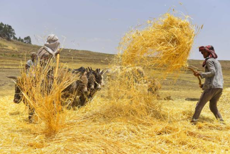 EU-backed insurance shield for Ethiopia's farmers targets climate resilience