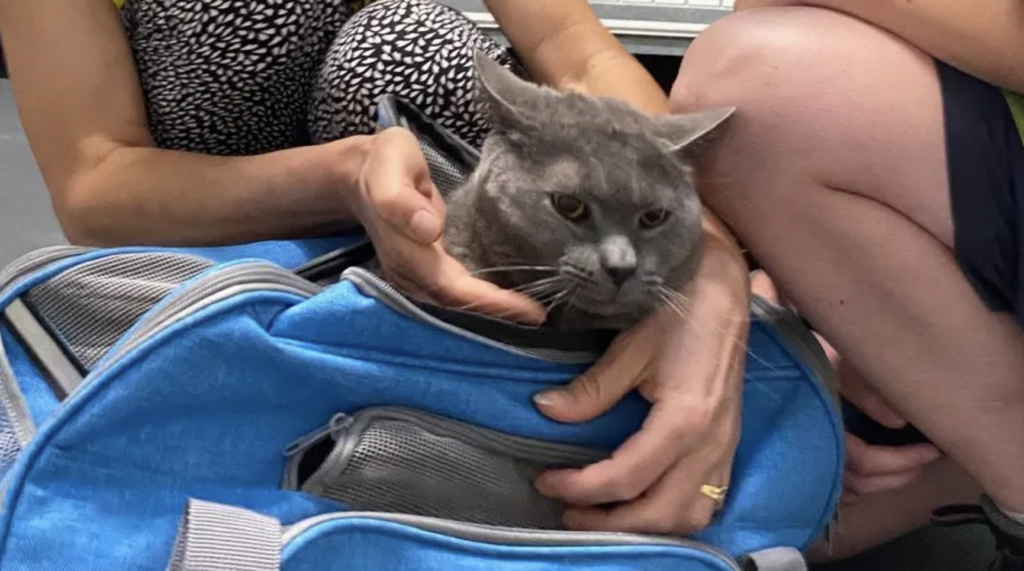 'He was very hungry': Family’s relief as pet cat found 17 days after going missing at Brussels Airport
