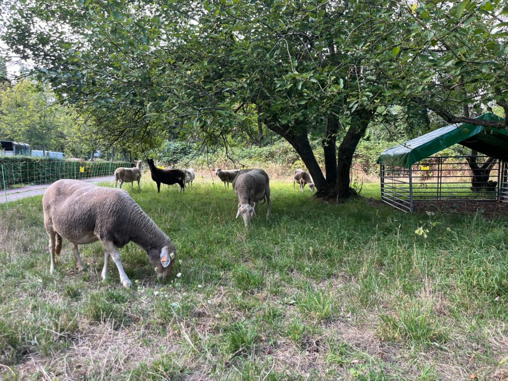 'Retired' sheep called in by Ixelles to mow cemetery lawns
