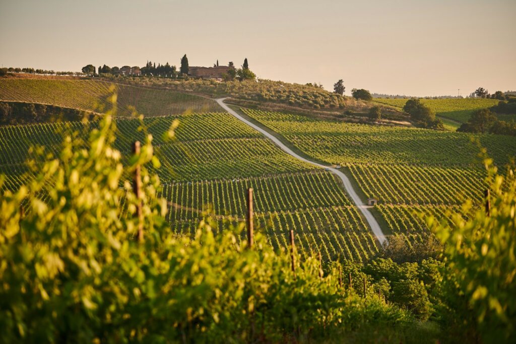 Bulgarian vineyard owner accused of €348,000 EU funding fraud attempt