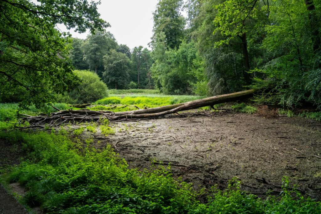Brussels says it is prepared to deal with fire risk in the Sonian Forest