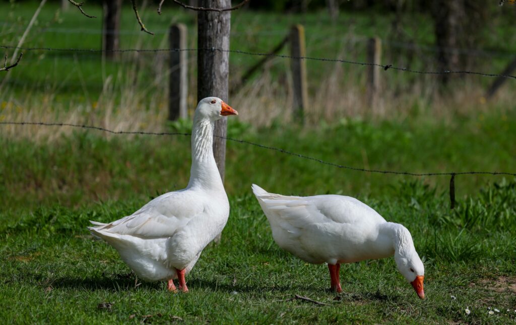 Wallonia approves new wildlife rehabilitation centres