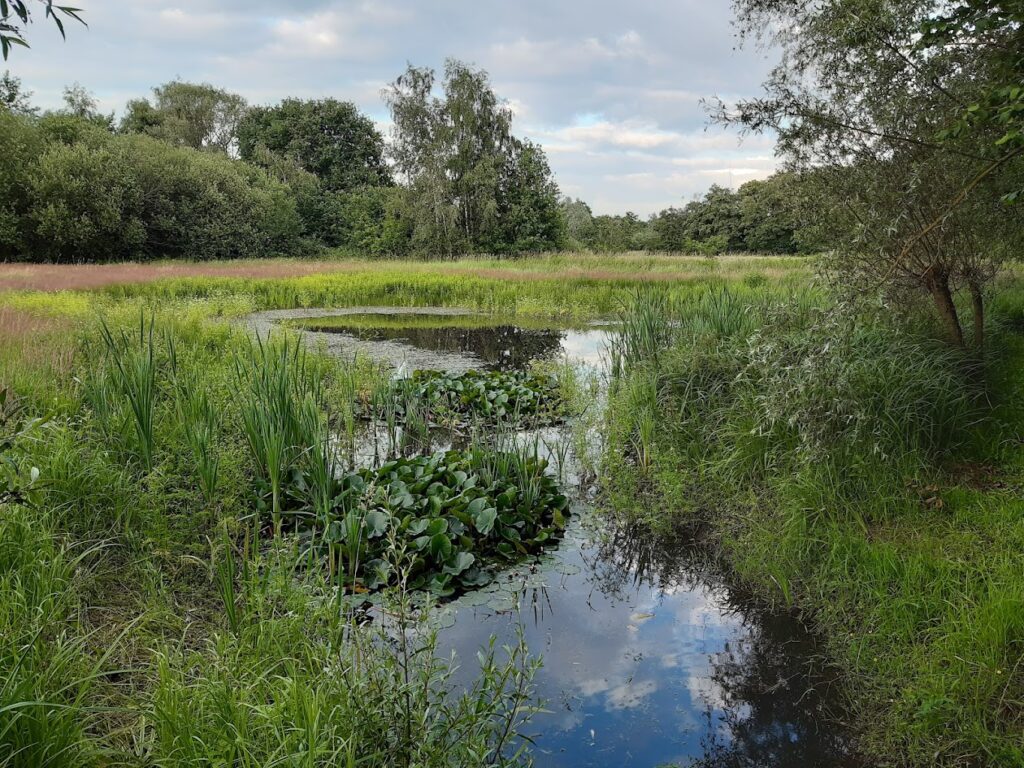 European project aims to help restore Flanders' wetlands