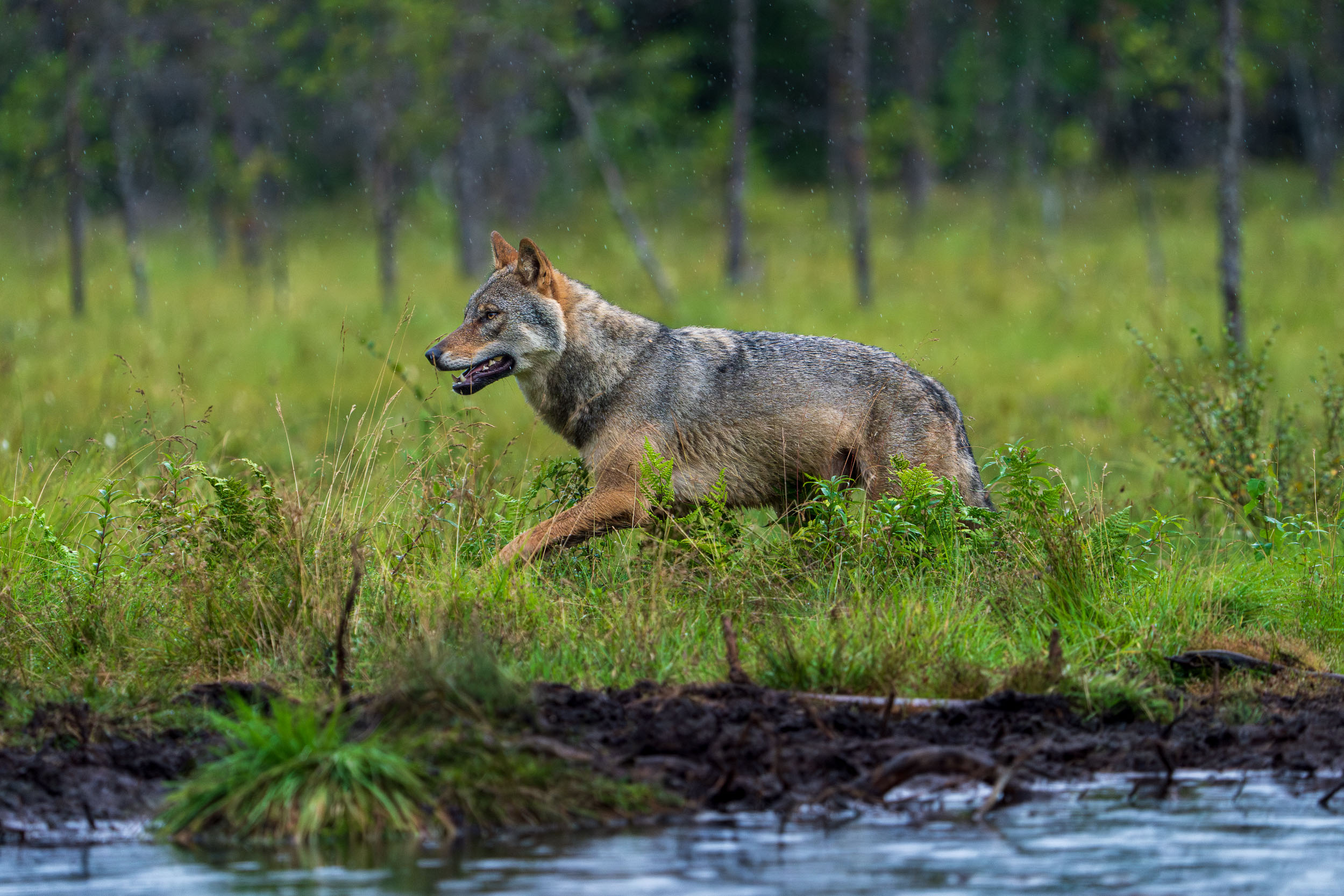 Eurasian Wolf, Canis lupus