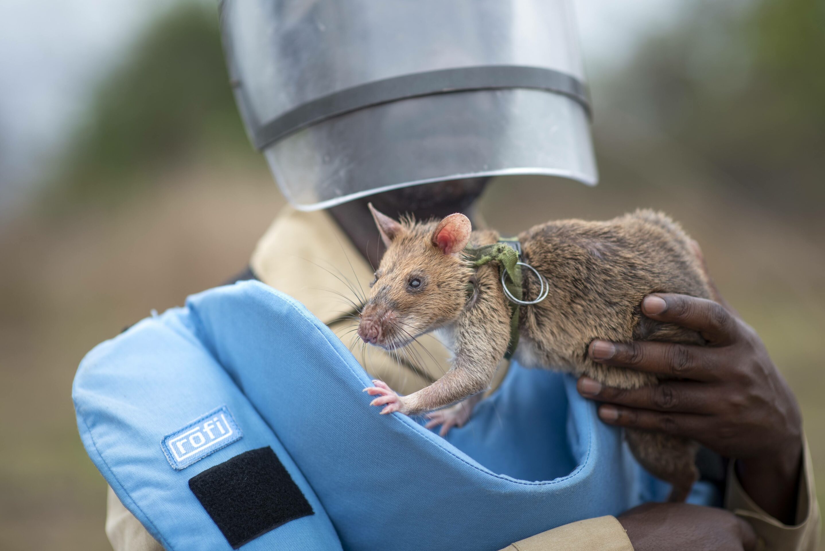 Why Cambodia built a statue to a Belgian-trained rat