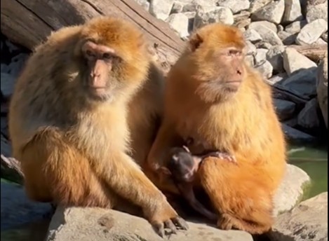 Endangered Barbary macaque born at Planckendael Zoo