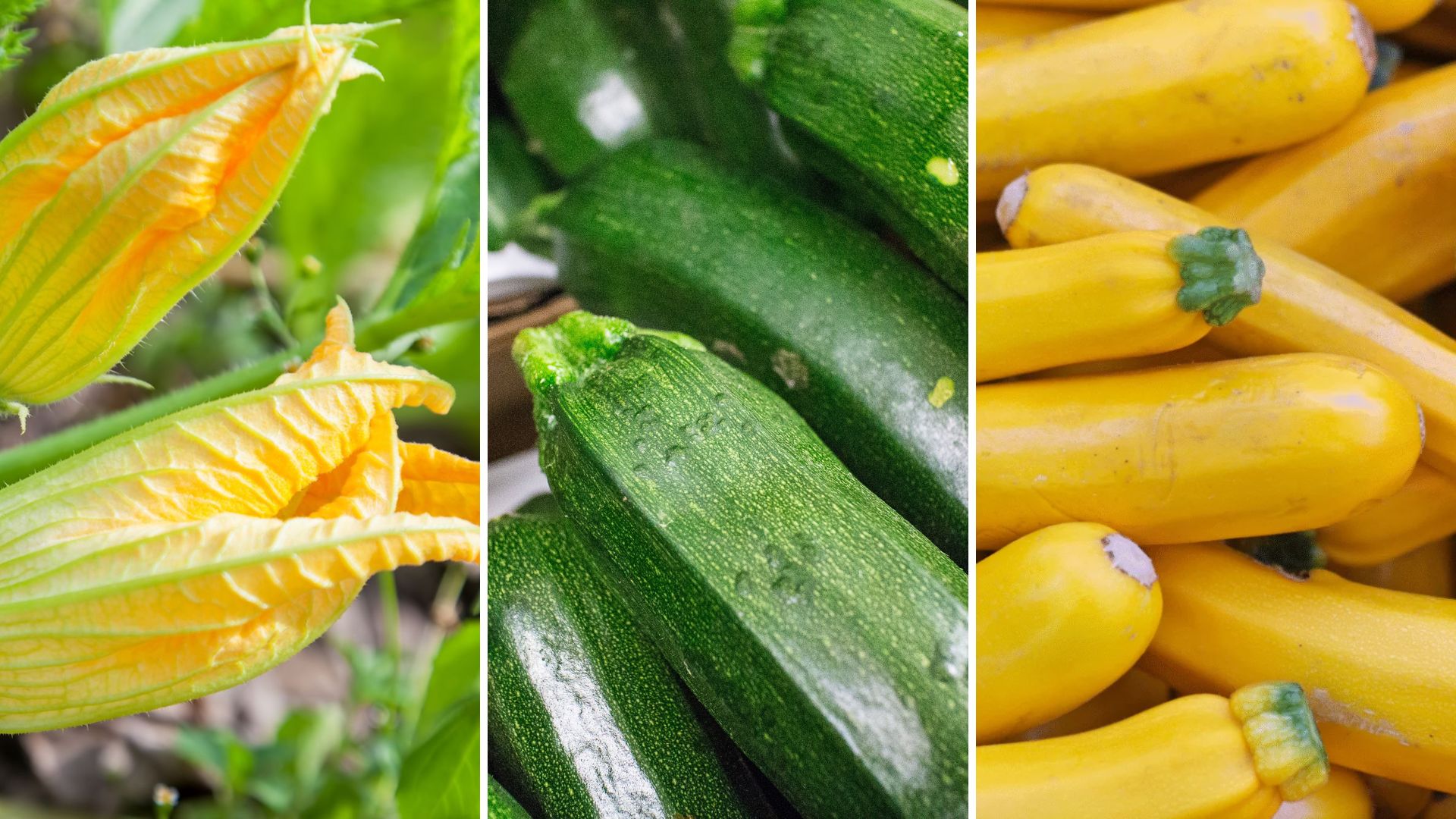 Star plant of the month: The courgette – from bowl to dinner