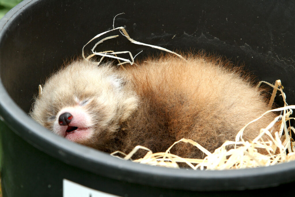 Red panda twins born at Planckendael Zoo