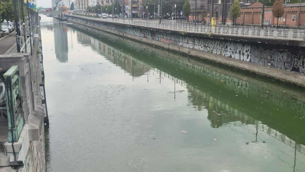 Brussels canal in a poor state with pollution, green algae and dead fish