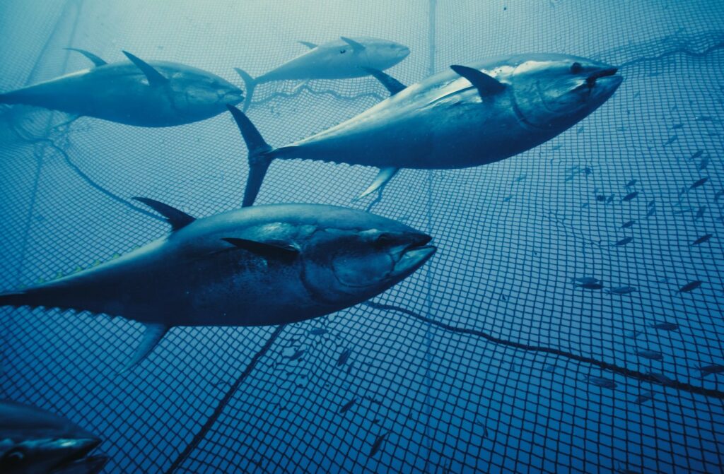 New bluefin tuna farms in the Mediterranean Sea threaten global food security
