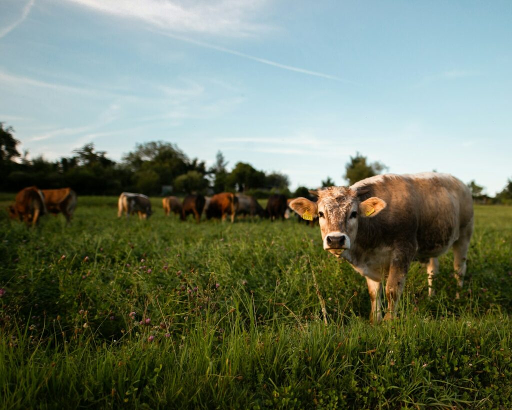 Serbian dairy scales up with green tech with EU, EBRD backing