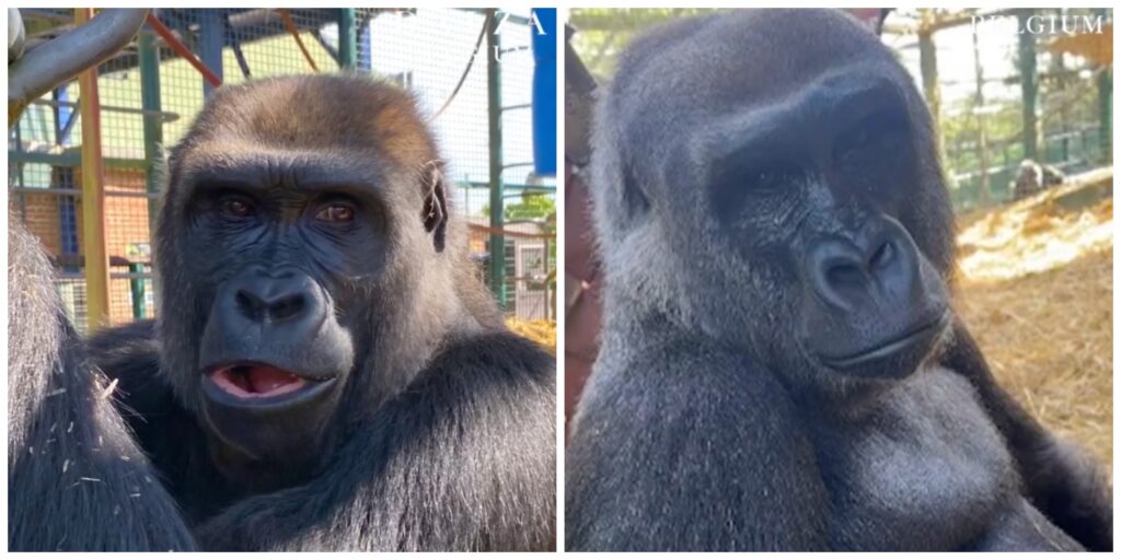 Two rare gorillas arrive in Belgium as part of European conservation programme