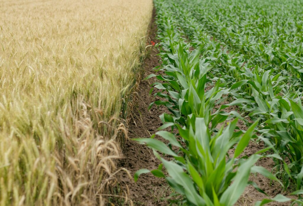 Drought, extreme heat cut summer crop yields across western and central Europe