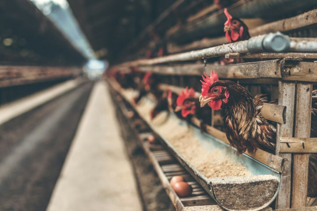 Over 300 people in Belgium ill after eating eggs contaminated with salmonella