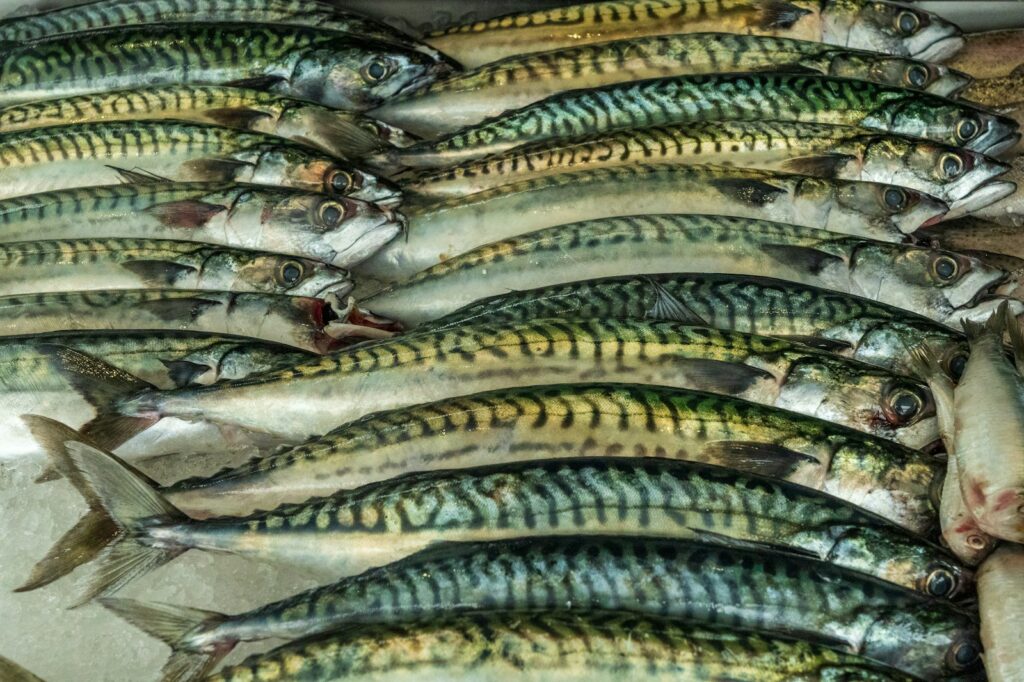 EU-led restrictions slash Russian mackerel catch limits in tough new crackdown