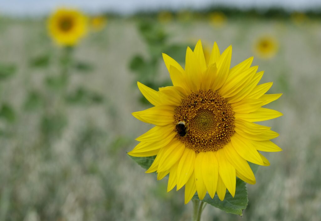 Flemish farmers double number of sunflower fields around Brussels